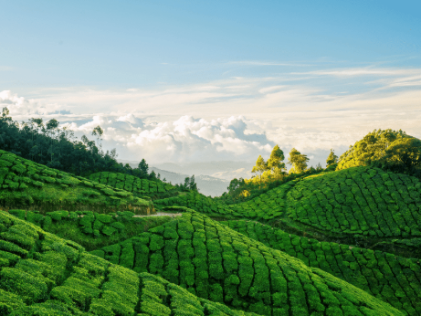 Munnar Tea Garden