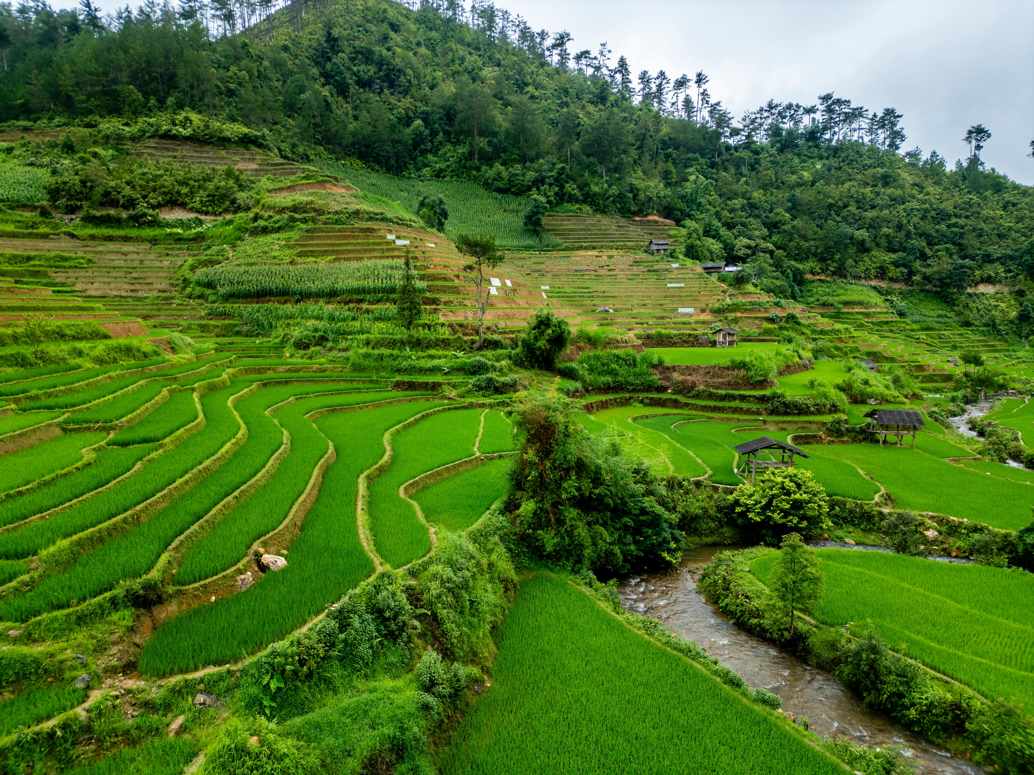 Tegallalang Rice Terrace