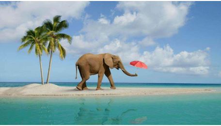 Elephant Beach